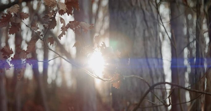 Dry autumn leaves backlit by sun revealing blue anamorphic flares