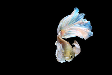 Yellow betta fish halfmoon on black background