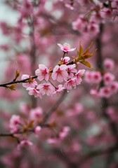 Obraz premium Light spring rain falling on pink cherry blossom flowers