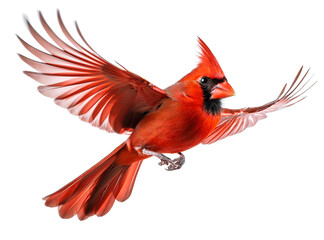 Fototapeta premium 飛んでいるショウジョウコウカンチョウ。白背景。（Cute flying Northern Cardinal on white background） 