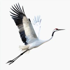 Obraz premium Elegant Crane in Flight with Graceful Wings Spreading Against a Minimal Background in Soft Tones and Delicate Details