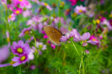 A beautiful butterfly in the garden