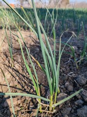 Garlic Fresh young plant
Newly Born Baby Garlic Plant in Field 