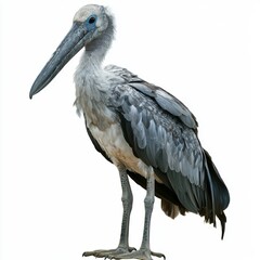 Graceful Stork with Striking Blue Eyes Posed on a White Background in Natural Habitat