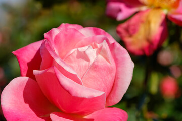 鮮やかに咲くピンクのバラ