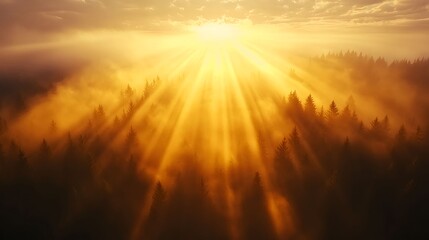 Obraz premium Golden Sunrise Rays over Misty Forest