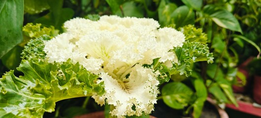 close up view of white cabbage flower.