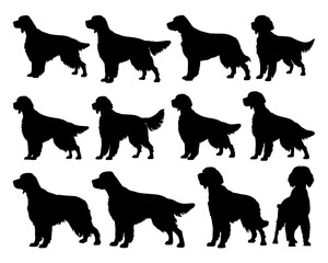 ENGLISH SETTER SILHOUETTE ON WHITE BACKGROUND