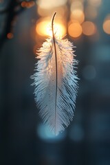 Delicate feather with dew in the soft glow of sunrise.
