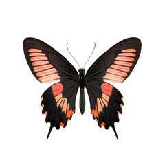 Naklejka premium A stunning butterfly with vibrant, colorful wings displaying nature's beauty.
