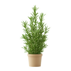 A vibrant potted rosemary plant thriving in a beige pot, adding freshness to any space.