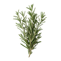 Fototapeta premium Fresh rosemary sprig with vibrant green leaves, a perfect herb for cooking and garnishing.