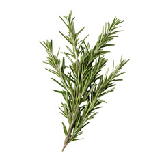 Fototapeta premium Fresh rosemary sprig ready for culinary use or herbal remedies.