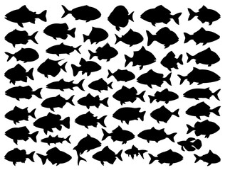 FISHES SILHOUETTE ON WHITE BACKGROUND