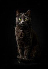 Obraz premium A sleek black cat sitting gracefully with glowing yellow eyes in the dark