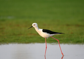An adult male black-winged stilt (Himantopus himantopus) is photographed early in the morning in soft morning light walking on water surrounded by green grass