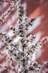 Apricot branch blooming against the background of an orange building. Texture. Kiev spring.