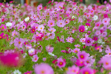 Fototapeta premium 色とりどりのコスモスが咲き誇る秋の花畑