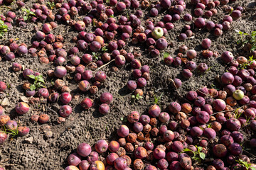 fallen rotten and wormy red apples in the orchard