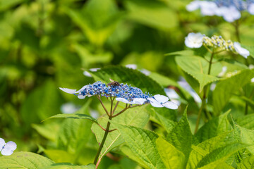鮮やかなブルーが広がるガクアジサイ