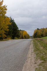 Fototapeta premium an asphalt road on the side of which a large number of maple trees grow in the autumn season