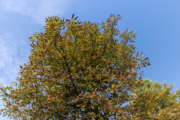 changing the color of the foliage of trees in the middle of summer