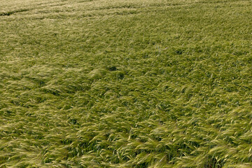 an agricultural field where green unripe rye grows