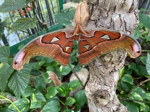 Farfalla -  Falena cobra