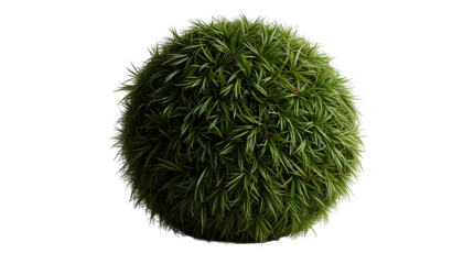 Photo of grass bush shaped in a spherical form isolated on transparent background.png