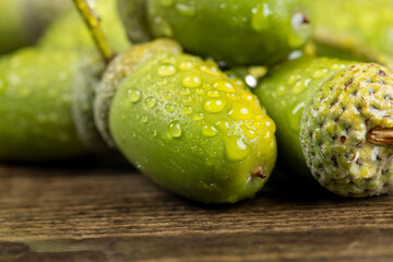 not ripe green oak acorn close  up