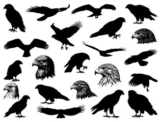 HAWK BIRD SILHOUETTE ON WHITE BACKGROUND