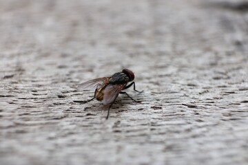 Rokan Hilir, 09/16/2024: A Detailed Close-Up of a Housefly on Weathered Wood