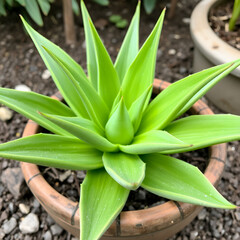 Fototapeta premium aloe vera plant