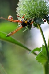 Rokan Hilir, 09-16-2024: A Striking Wasp on a Verdant Bud