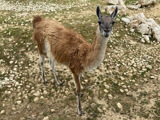 Lama glama