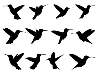 HUMMINGBIRD SILHOUETTE ON WHITE BACKGROUND