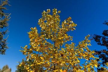 Fototapeta premium a tulip tree with yellowed foliage during leaf fall
