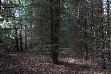 Obraz premium Fragment of the dark fir forest. Rare beams of the sun make the way through dense needles.