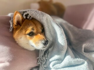 Pensive Shiba Inu with a sorrowful expression, head nestled under a blanket. The mood is reflective and contemplative. High quality close-up photo. copy space available.