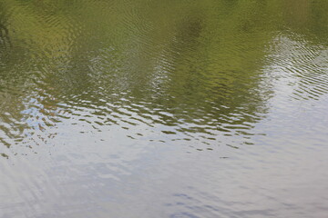 reflection of a tree in water