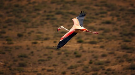 Obraz premium Flamengo
