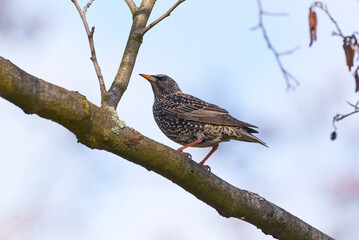 Common starling bird sitting on a branch (Sturnus vulgaris)