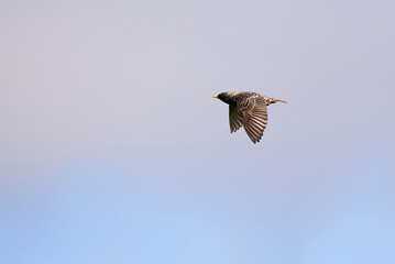 Common starling bird in flight (Sturnus vulgaris)