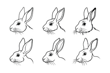 Snowshoe Hare (Lepus americanus) animal design, labeled line art vector art illustration.