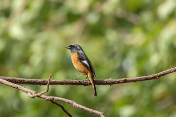 Daurian Redstart.
A vibrant Daurian Redstart perches elegantly, its fiery orange body and ash-blue head glowing against the blurred green backdrop, exuding charm and grace in the tranquil nature.