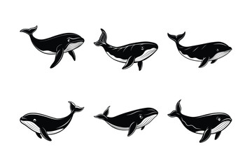 Southern Right Whale (Eubalaena australis) animal design, labeled line art vector art illustration.