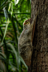 Malayan Colugo