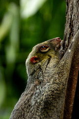 Malayan Colugo