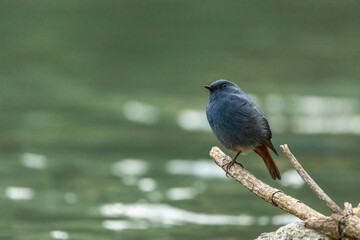 Plumbeous Water Redstart.
A plumbeous water redstart perches confidently on a rock, its slate-blue plumage gleaming softly, while its vibrant red tail adds a striking contrast against the background.
