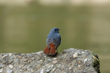 Plumbeous Water Redstart.
A plumbeous water redstart perches confidently on a rock, its slate-blue plumage gleaming softly, while its vibrant red tail adds a striking contrast against the background.